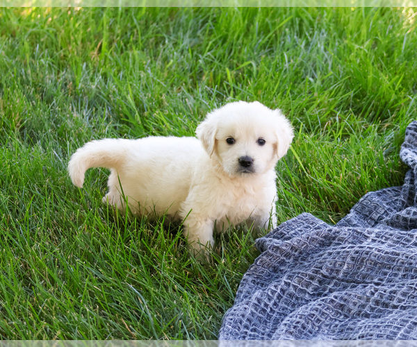 Medium Photo #1 English Cream Golden Retriever Puppy For Sale in SYRACUSE, IN, USA
