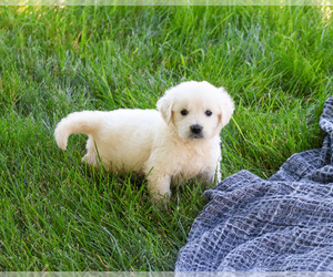 English Cream Golden Retriever Puppy for sale in SYRACUSE, IN, USA