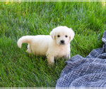 Image preview for Ad Listing. Nickname: Sycamore