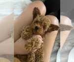 Small #5 Poodle (Toy)
