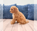Small #4 Miniature Labradoodle