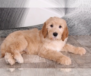 Goldendoodle Puppy for sale in WESTPOINT, IN, USA