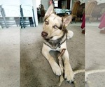 Small Photo #1 German Shepherd Dog-Siberian Husky Mix Puppy For Sale in MOUNT HOREB, WI, USA