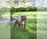 Small #3 Labrador Retriever Mix