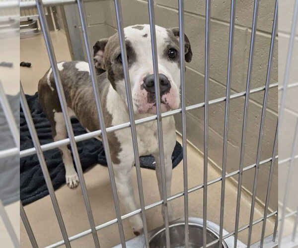 Medium Photo #1 American Pit Bull Terrier Puppy For Sale in Decatur, IL, USA
