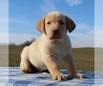 Small Photo #1 Labrador Retriever Puppy For Sale in HAGERSTOWN, MD, USA