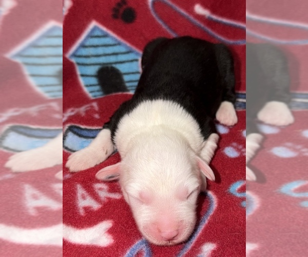 Medium Photo #1 Old English Sheepdog Puppy For Sale in WAKE FOREST, NC, USA