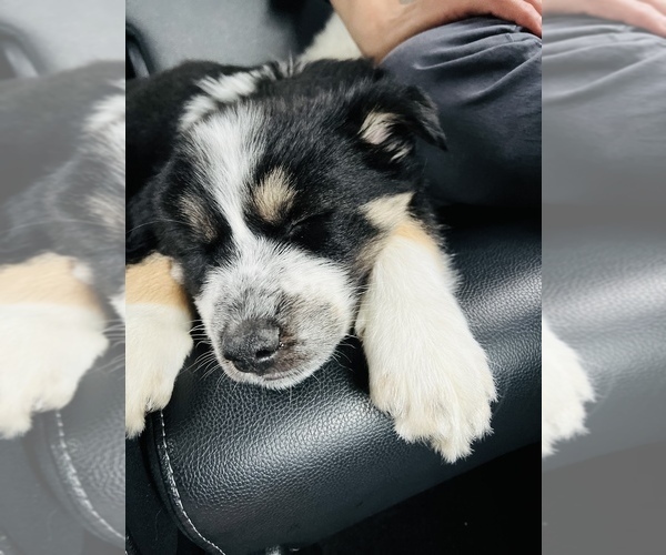Medium Photo #3 Siberian Husky Puppy For Sale in SUGAR LAND, TX, USA