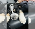 Small Photo #3 Siberian Husky Puppy For Sale in SUGAR LAND, TX, USA