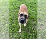 Small #4 German Shepherd Dog Mix