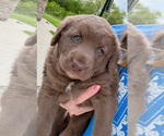 Small #2 Chesapeake Bay Retriever