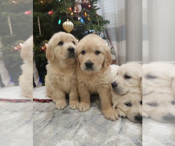 Medium Photo #4 English Cream Golden Retriever Puppy For Sale in ELVERTA, CA, USA
