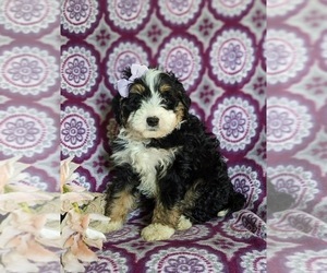 Miniature Bernedoodle Puppy for sale in OXFORD, PA, USA