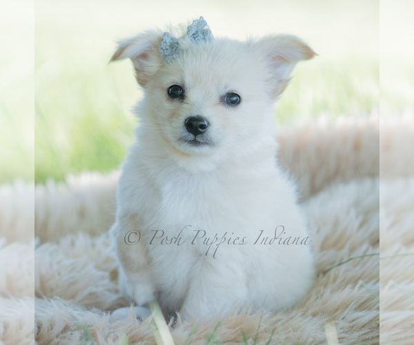 Medium Photo #127 Chihuahua Puppy For Sale in WARSAW, IN, USA