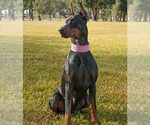 Small #14 Doberman Pinscher