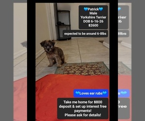 Yorkshire Terrier Puppy for sale in TUCSON, AZ, USA