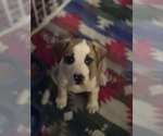 Small #1 Mutt