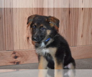 German Shepherd Dog Litter for sale in GREENWOOD, WI, USA