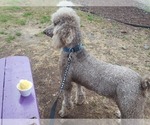 Small Photo #1 Poodle (Standard) Puppy For Sale in AIKEN, SC, USA