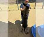 Small #2 German Shepherd Dog Mix