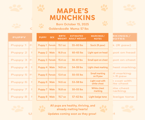 Medium Photo #11 Goldendoodle Puppy For Sale in ORANGEVALE, CA, USA