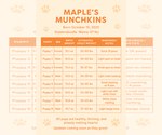 Small Photo #11 Goldendoodle Puppy For Sale in ORANGEVALE, CA, USA