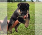 Puppy Lansing Boy German Shepherd Dog