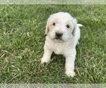 Puppy Puppy 5 Aussiedoodle