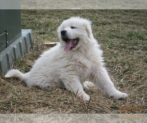 Great Pyrenees Puppy for sale in GROVESPRING, MO, USA