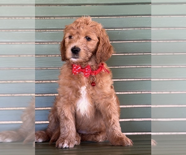 Medium Photo #20 Double Doodle Puppy For Sale in HESPERIA, CA, USA