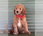 Small Photo #20 Double Doodle Puppy For Sale in HESPERIA, CA, USA