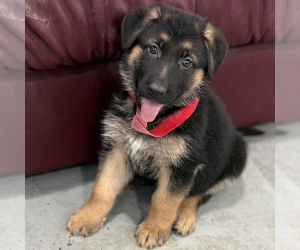 Medium Photo #15 German Shepherd Dog Puppy For Sale in BRIGHTON, CO, USA