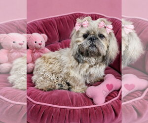 Shih Tzu Dogs for adoption in Bon Carbo, CO, USA