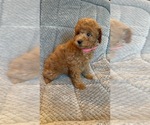 Small #2 Poodle (Toy)