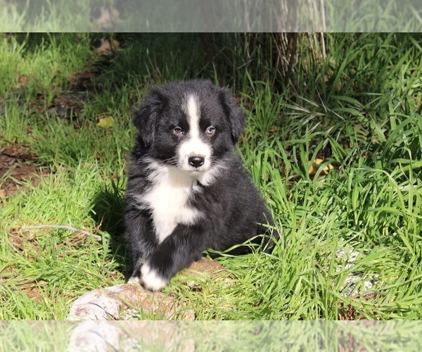 Medium Photo #8 Australian Shepherd Puppy For Sale in ACTON, CA, USA