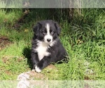 Small Photo #8 Australian Shepherd Puppy For Sale in ACTON, CA, USA