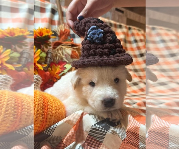 Medium Photo #4 Gerberian Shepsky Puppy For Sale in Severn, MD, USA