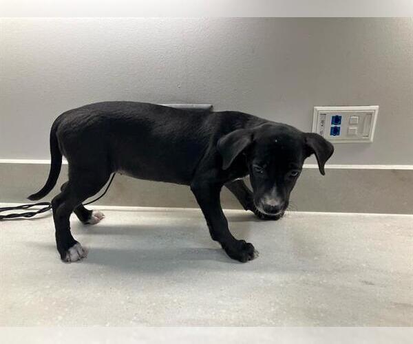 Medium Photo #1 American Pit Bull Terrier-Labrador Retriever Mix Puppy For Sale in Baytown, TX, USA