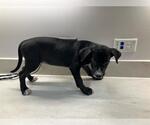 Small American Pit Bull Terrier-Labrador Retriever Mix