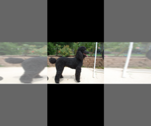 Poodle (Standard) Puppy for sale in WEST PALM BEACH, FL, USA