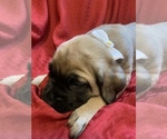 Small Photo #12 Mastiff Puppy For Sale in FARMINGTON, WV, USA