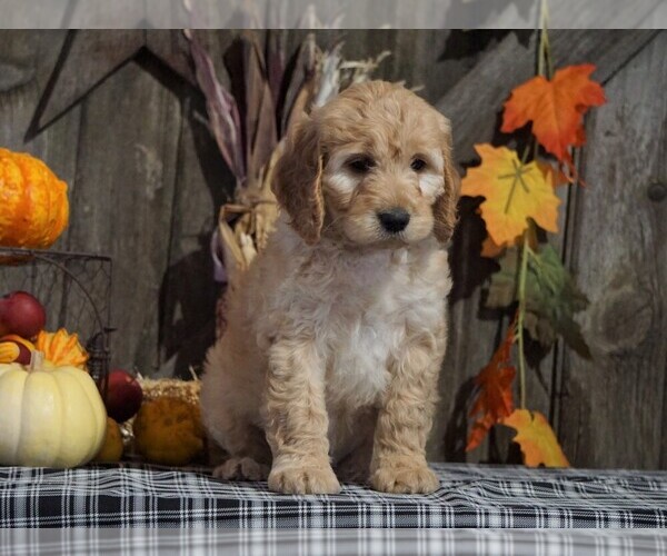 Medium Photo #1 Labradoodle-Poodle (Miniature) Mix Puppy For Sale in FREDERICKSBG, OH, USA