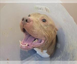 American Pit Bull Terrier Dogs for adoption in Martinez, CA, USA