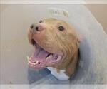 Small American Pit Bull Terrier