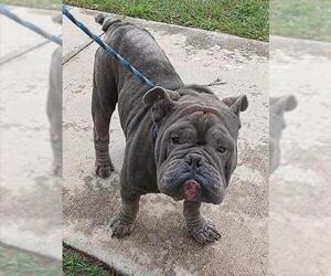 Bulldog-Unknown Mix Dogs for adoption in Fort Lauderdale, FL, USA