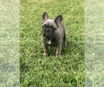 Small Photo #58 French Bulldog Puppy For Sale in WHITTIER, CA, USA