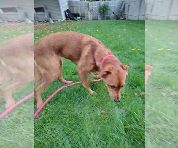 Medium Photo #7 Retriever -Unknown Mix Puppy For Sale in Cottage Grove, MN, USA