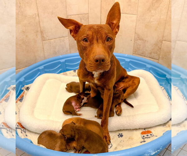 Medium Photo #16 Mutt Puppy For Sale in Holly Springs, NC, USA