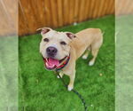 Small American Pit Bull Terrier Mix