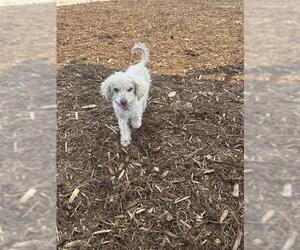 Poodle (Miniature) Dogs for adoption in Denver, CO, USA